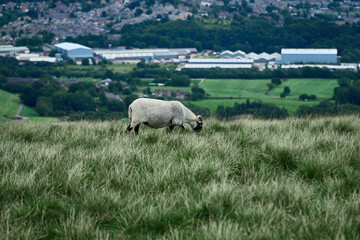 Sheep grazing on a hill