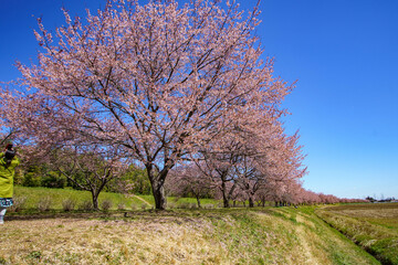 青空に映える早咲の桜