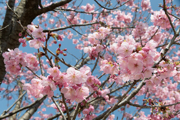 青空に映える早咲の桜