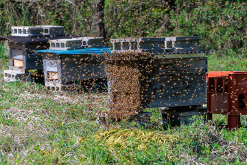 巣別れをするミツバチの群れ