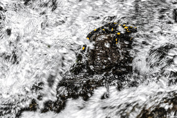 Inside the rapids of the waterfall, fine art portrait of fire salamander (Salamandra salamandra) - 772084976