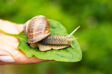Burgundy or Edible Snail Helix pomatia is common big european land snail. Helix pomatia - edible...