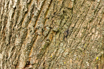 The bark of an old maple tree. Background