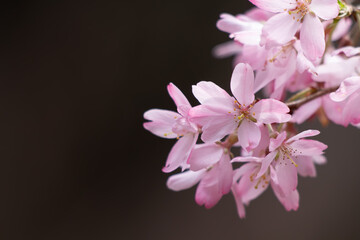 薄紅の桜咲く