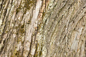The bark of an old maple tree. Background
