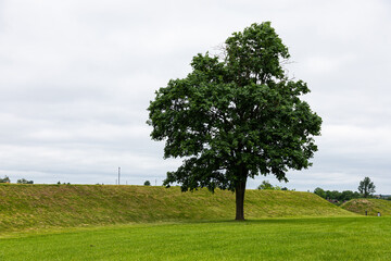 A lonely tree standing in the middle of a park and a manicured lawn against the background of a morning cloudy sky.