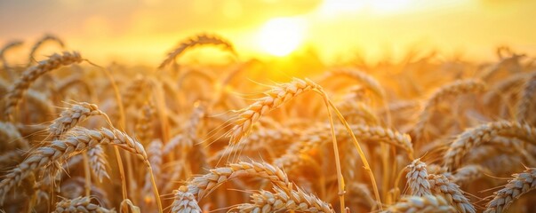 Golden wheat field at sunset with a warm and inviting glow, perfect for a peaceful evening stroll - obrazy, fototapety, plakaty