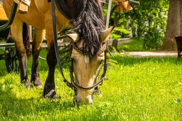 A brown horse harnessed to a harness, nibbles on green grass