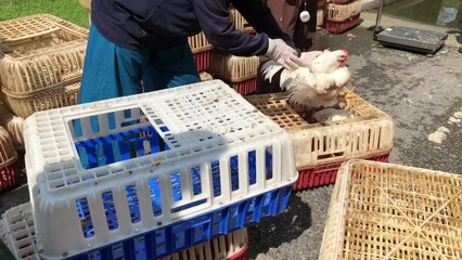 Harvesting chicken poultry to slaughter house to transportation 