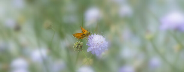 Large skipper