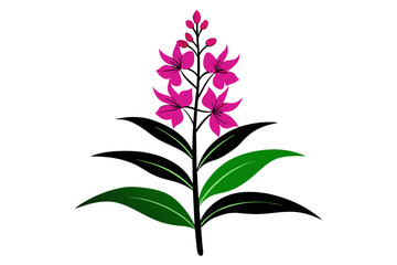 Fireweed wild multicolored flower white background
