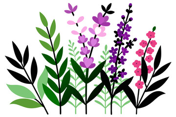 Fireweed wild multicolored flower white background