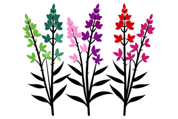 Fireweed wild multicolored flower white background