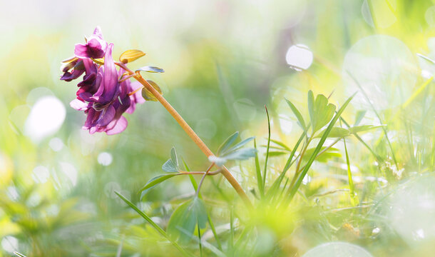 
Colorful morning floral background with corydalis flower. Glare and bokeh from dew. Bright colorful colors.