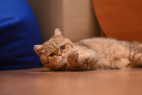 Portrait of a cat lying on the floor