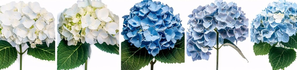 A Blue Hydrangea in Full Bloom Generative AI