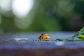 Ladybug crawling on leaves - 772095906