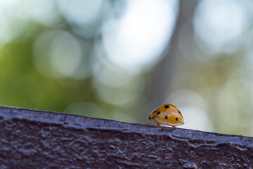 Ladybug crawling on leaves - 772095915