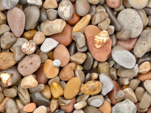 Piedras de la playa con caracolas 