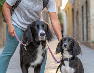 Close-up of two dogs and their owner on a walk along a charming city street at twilight - 772097109