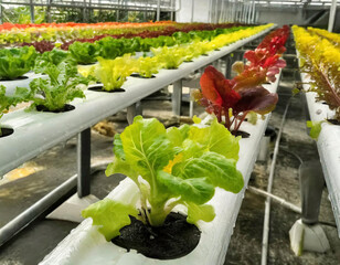Innovative and sustainable hydroponic lettuce farming using advanced technology for environmentally friendly indoor agriculture and fresh produce cultivation - 772097168