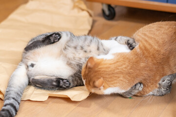 ケンカする二匹の猫