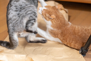 ケンカする二匹の猫