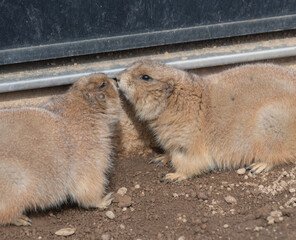 二匹のプレーリードッグ
