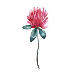 Stylized pink clover flower isolated on white background. Watercolor illustration drawn by hand. For postcards and print design.