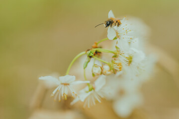 Murarka ogrodowa - dzika pszczoła na kwiecie wiśni