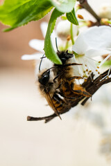 Murarka ogrodowa - dzika pszczoła na kwiecie wiśni - obrazy, fototapety, plakaty