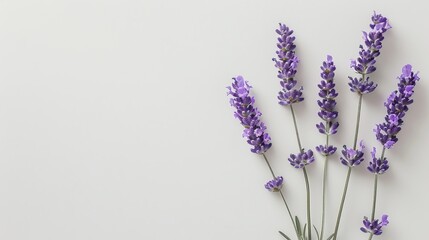 small bouquet of lavender flowers on a white background with space for text or advertising