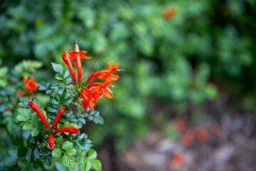 Cape honeysuckle flowers