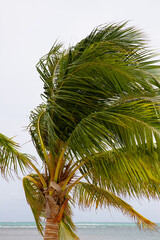 Single Palm Tree on a windy day