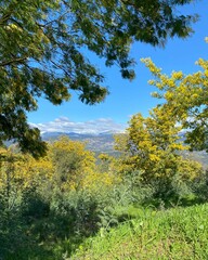 Fototapeta premium Landscape view wirh mimosa trees in bloom near the small town Tanneron, Alpes-Maritimes Var, Provence, France