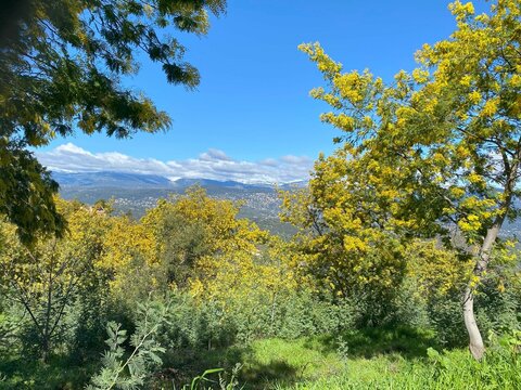 Mimosa trees in bloom near the small town Tanneron, Alpes-Maritimes Var, Provence, France