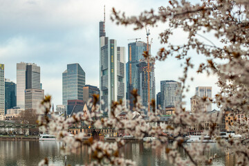Cherry blossoms on a river bank in the middle of a big city. Spring with a view of the skyline of...