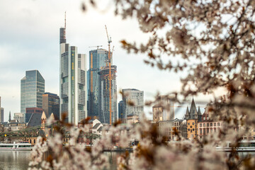 Cherry blossoms on a river bank in the middle of a big city. Spring with a view of the skyline of the financial district and the high-rise buildings of Frankfurt, Hesse - obrazy, fototapety, plakaty