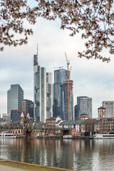 Cherry blossoms on a river bank in the middle of a big city. Spring with a view of the skyline of the financial district and the high-rise buildings of Frankfurt, Hesse