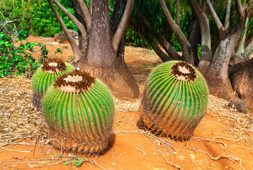 Cactus plants in Koko Crater Botanical Garden on Oahu Island in Hawaii, United States