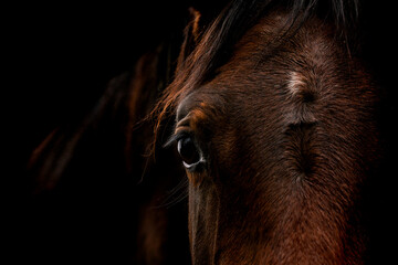 horse head close up Brown with an intens look in his eye with a fine art and black background © PIC by Femke