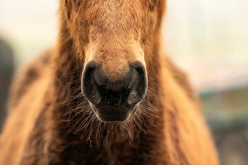 horse nose with beautiful hair brown - obrazy, fototapety, plakaty