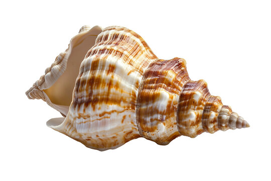 Marine Sea shell isolated on transparent background