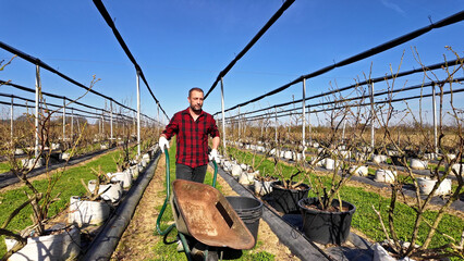 A male gardener with wheelbarrow working in an blueberries organic farm,.