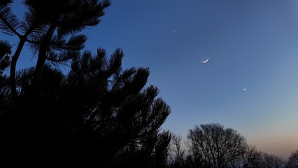 Crescent Moon, shooting star, planets, stars and tree silhouettes.
