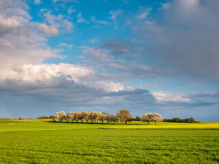 Spring landscape of fields and cherry trees under dramatic stormy sky
