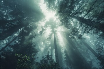 Sunlight filters through mist-covered tall trees in a dense forest, creating a surreal and ethereal atmosphere