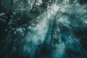 Low-angle view of sunlight filtering through mist-covered tall trees in a mysterious forest, creating a surreal and ethereal atmosphere