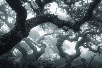 Gnarled trees stand in fog, branches reaching skyward