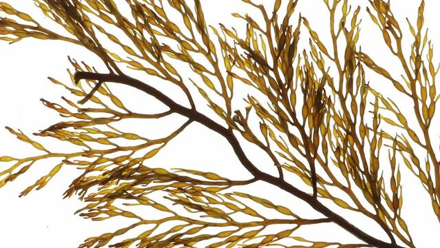 Branchy brown seaweed. Brown algae moving in the water video.
